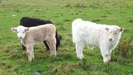 The Last Straw Farm Calves