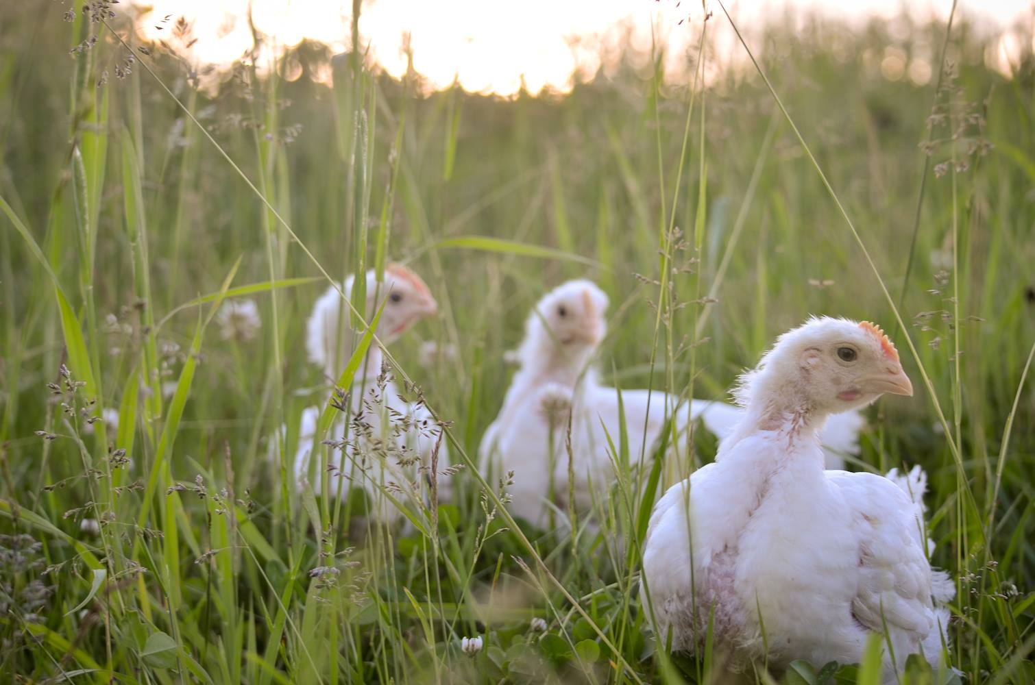 FarmWorks Investment Co-operative Limited